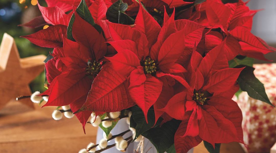 poinsettia-red-christmas-table-1569782476